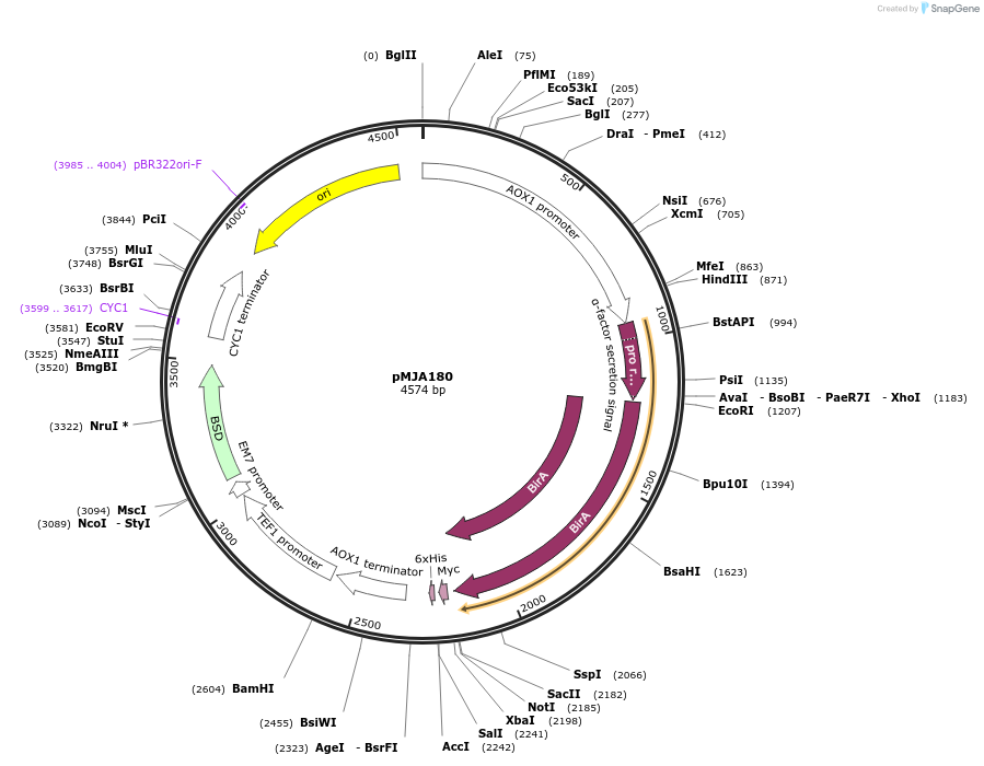128538-plasmid-map-sequence-id-252827