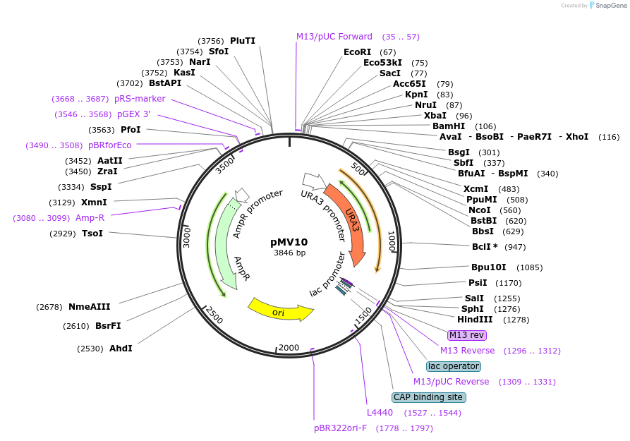 128892-plasmid-map-sequence-id-252828