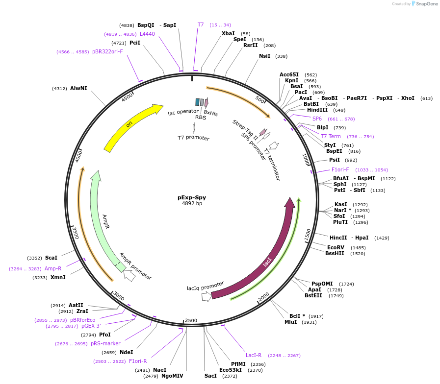 129240-plasmid-map-sequence-id-252870