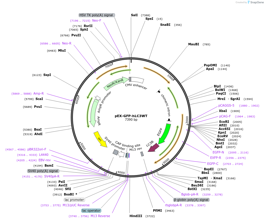 24987-plasmid-map-sequence-id-252871