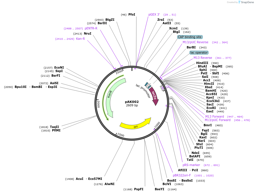128215-plasmid-map-sequence-id-252896