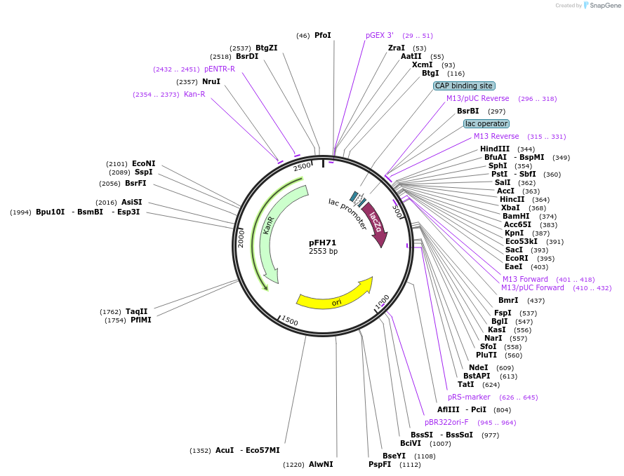 128214-plasmid-map-sequence-id-252897