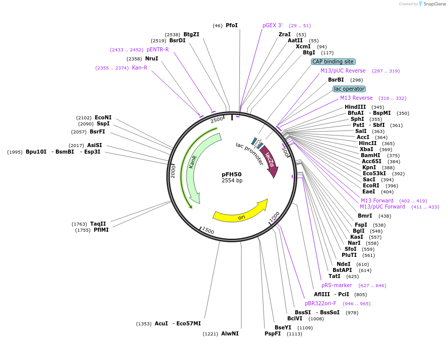 128212-plasmid-map-sequence-id-252902