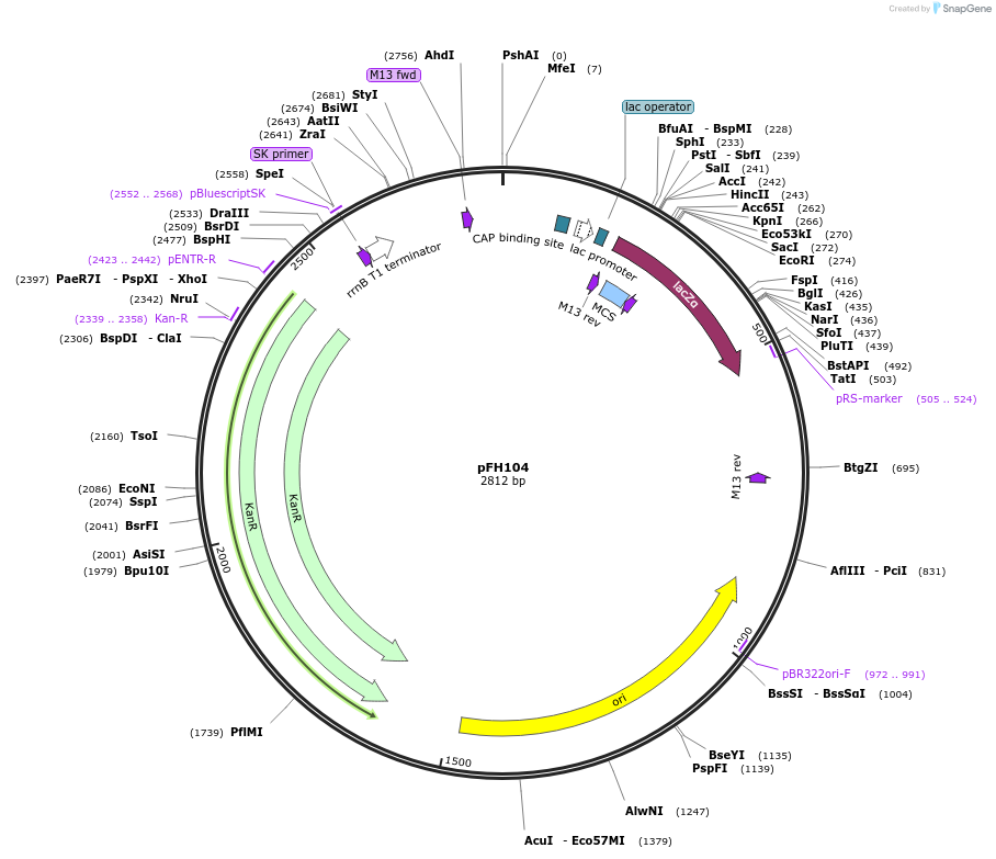128209-plasmid-map-sequence-id-252905