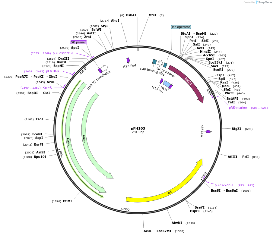 128208-plasmid-map-sequence-id-252907