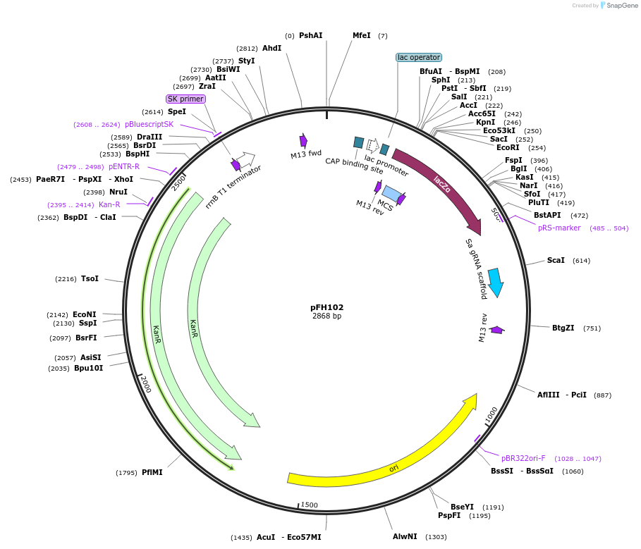 128207-plasmid-map-sequence-id-252909