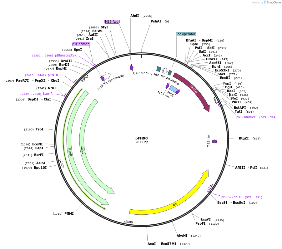 128203-plasmid-map-sequence-id-252917