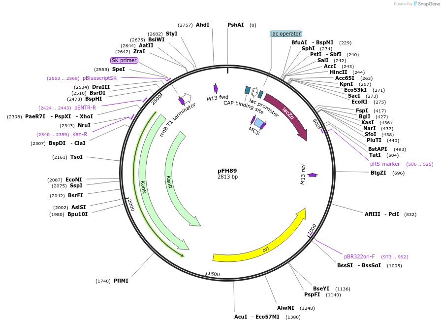 128202-plasmid-map-sequence-id-252918