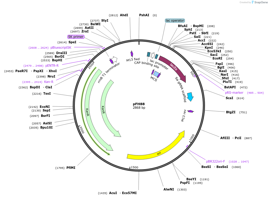 128201-plasmid-map-sequence-id-252921