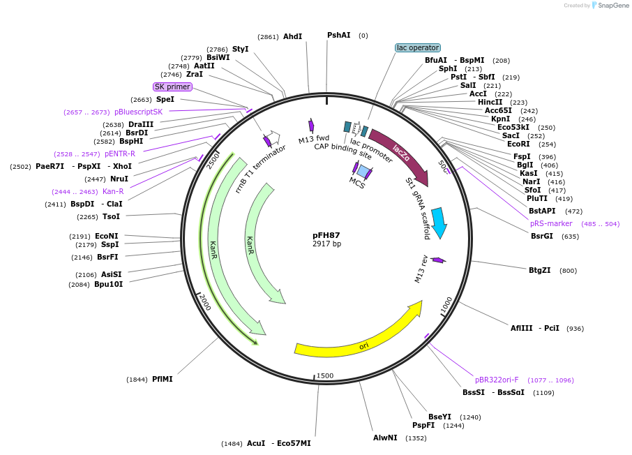 128200-plasmid-map-sequence-id-252923