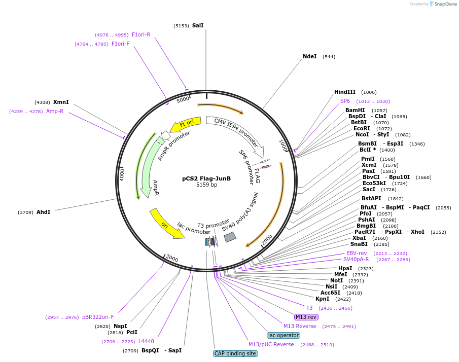 29687-plasmid-map-sequence-id-252927