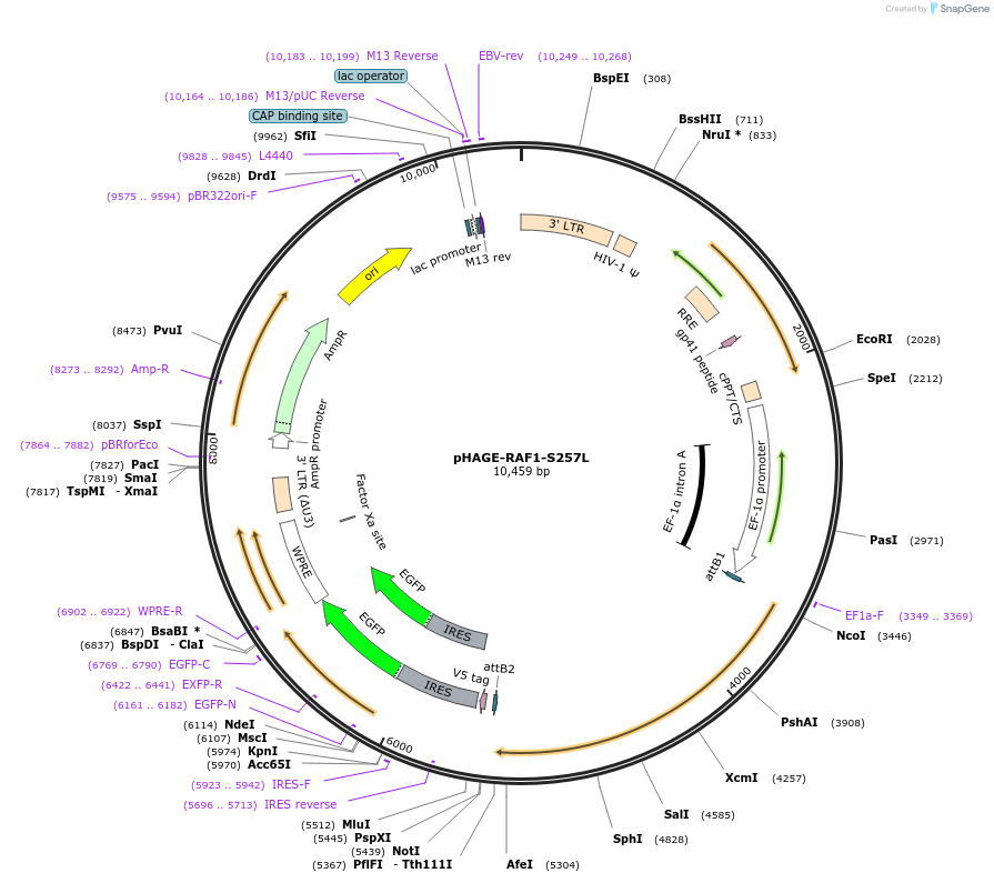 116660-plasmid-map-sequence-id-252930