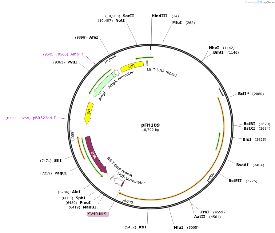 128197-plasmid-map-sequence-id-252931
