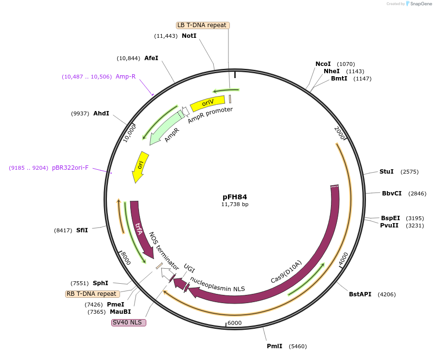 128195-plasmid-map-sequence-id-252935