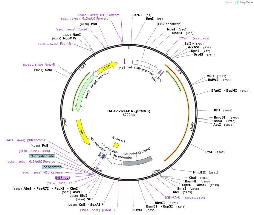 12143-plasmid-map-sequence-id-252937