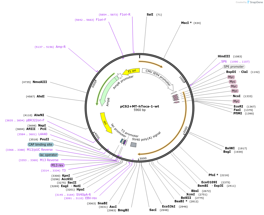 33030-plasmid-map-sequence-id-252938
