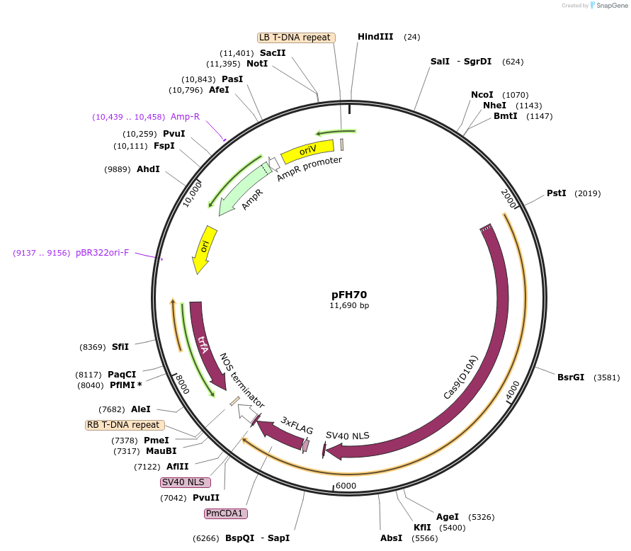 128190-plasmid-map-sequence-id-252944