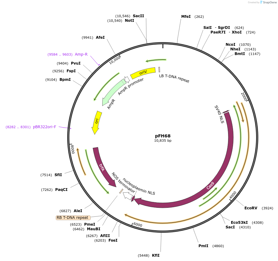 128188-plasmid-map-sequence-id-252947