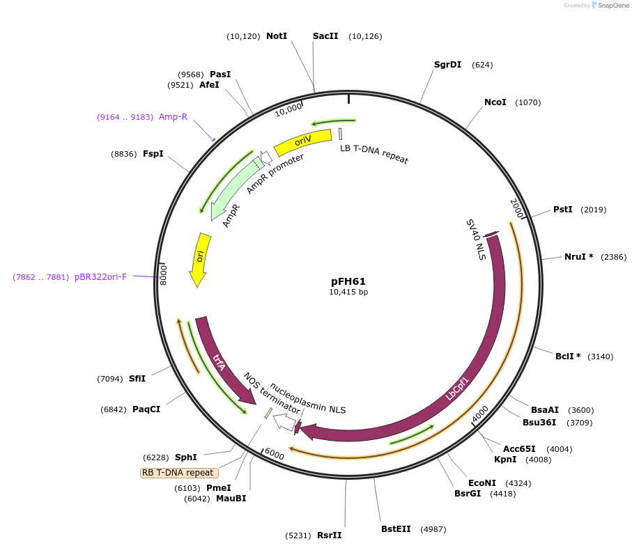 128187-plasmid-map-sequence-id-252948