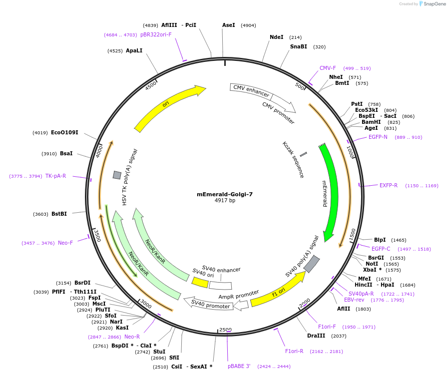 54108-plasmid-map-sequence-id-252949