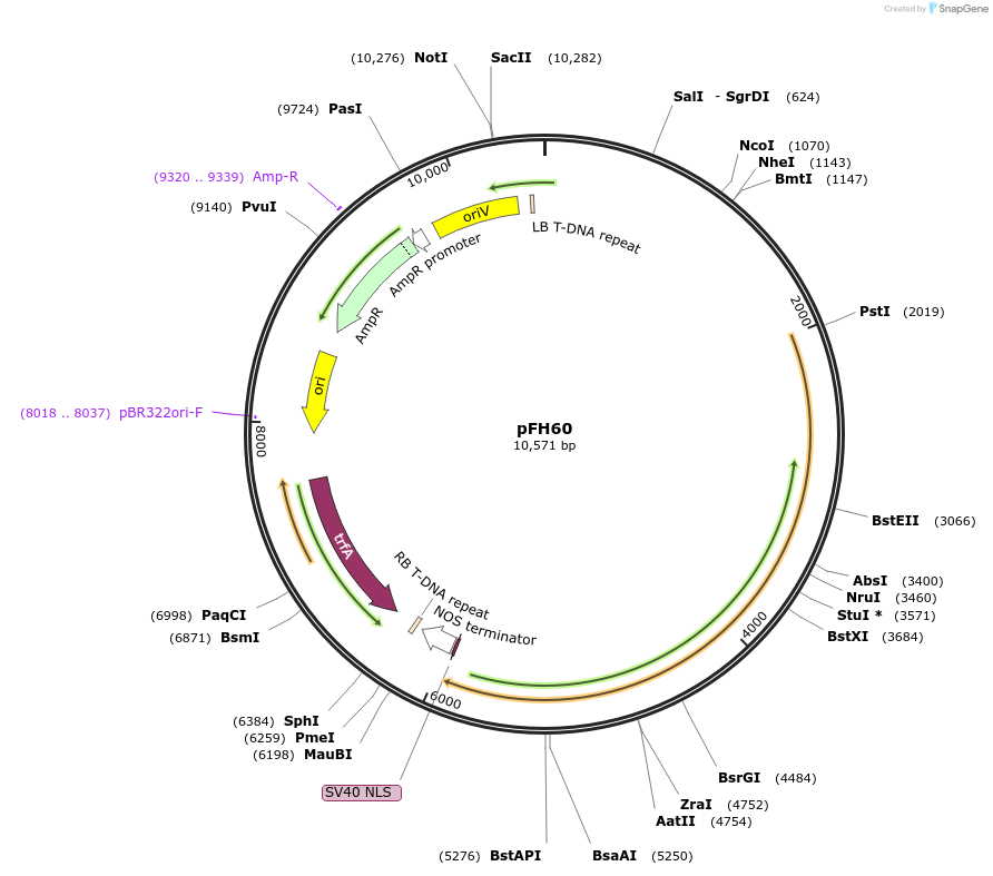 128186-plasmid-map-sequence-id-252952