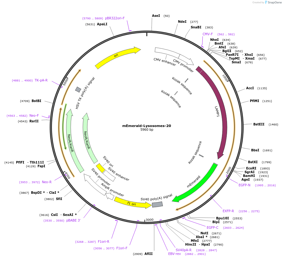 54149-plasmid-map-sequence-id-252968