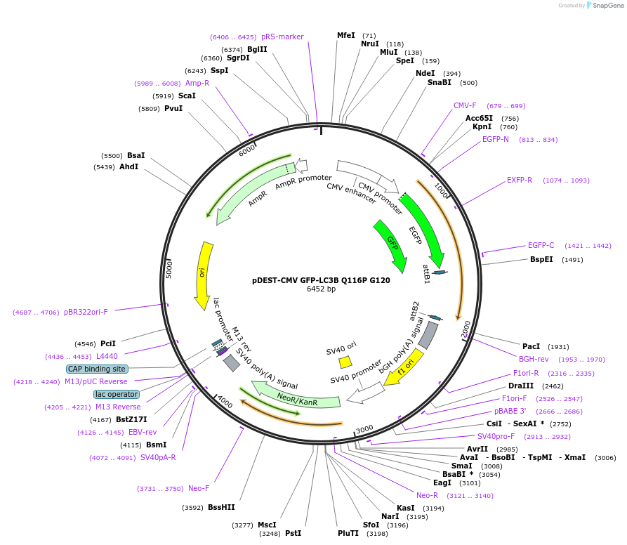 129290-plasmid-map-sequence-id-252971