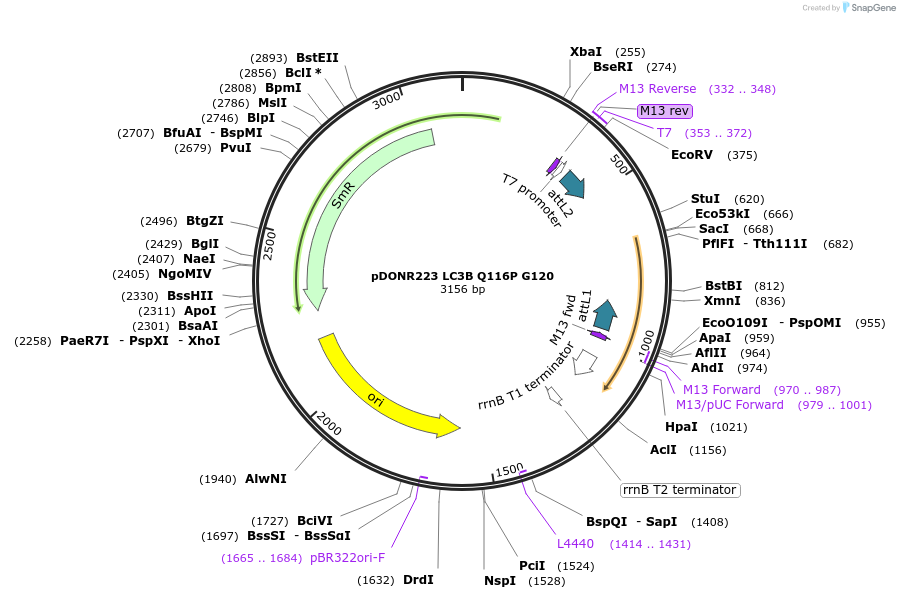 129291-plasmid-map-sequence-id-252974