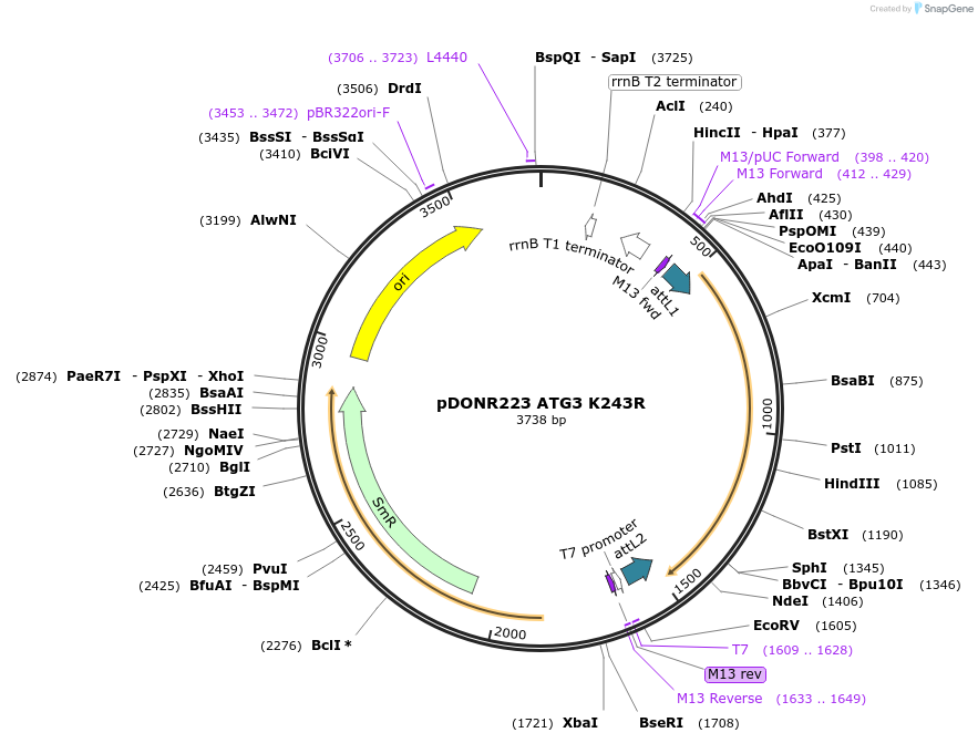 129294-plasmid-map-sequence-id-252985