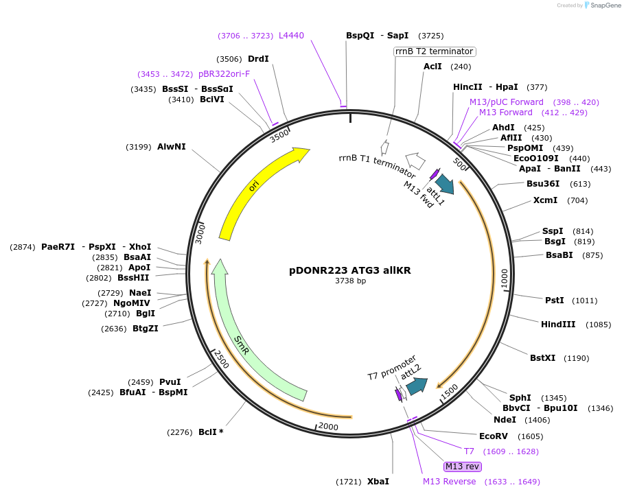 129295-plasmid-map-sequence-id-252986