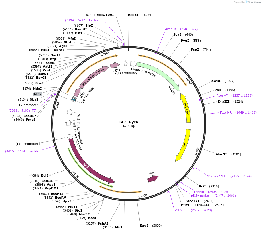 128738-plasmid-map-sequence-id-252993