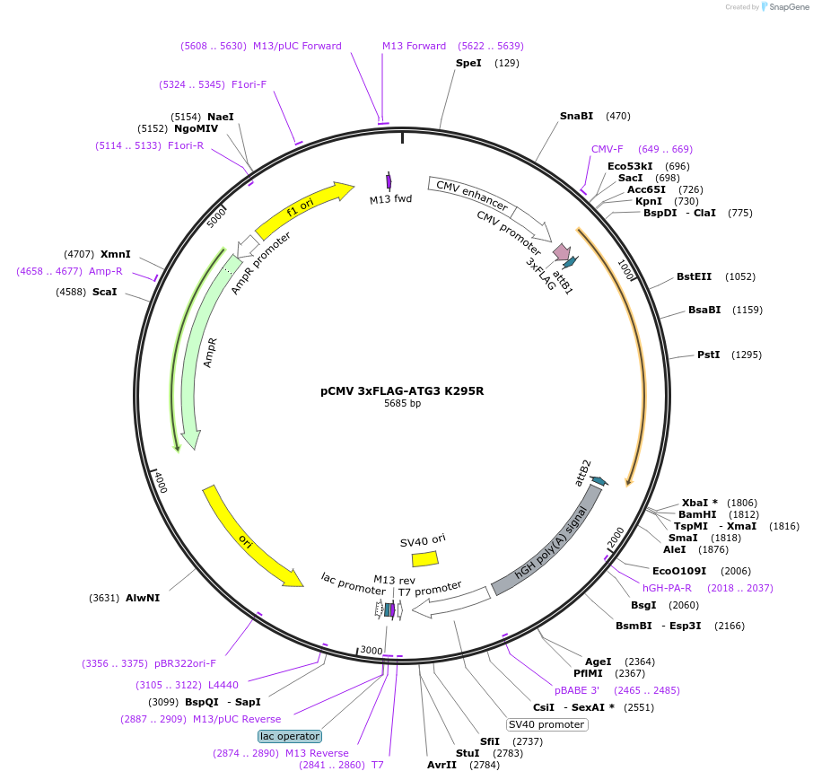 129302-plasmid-map-sequence-id-252994