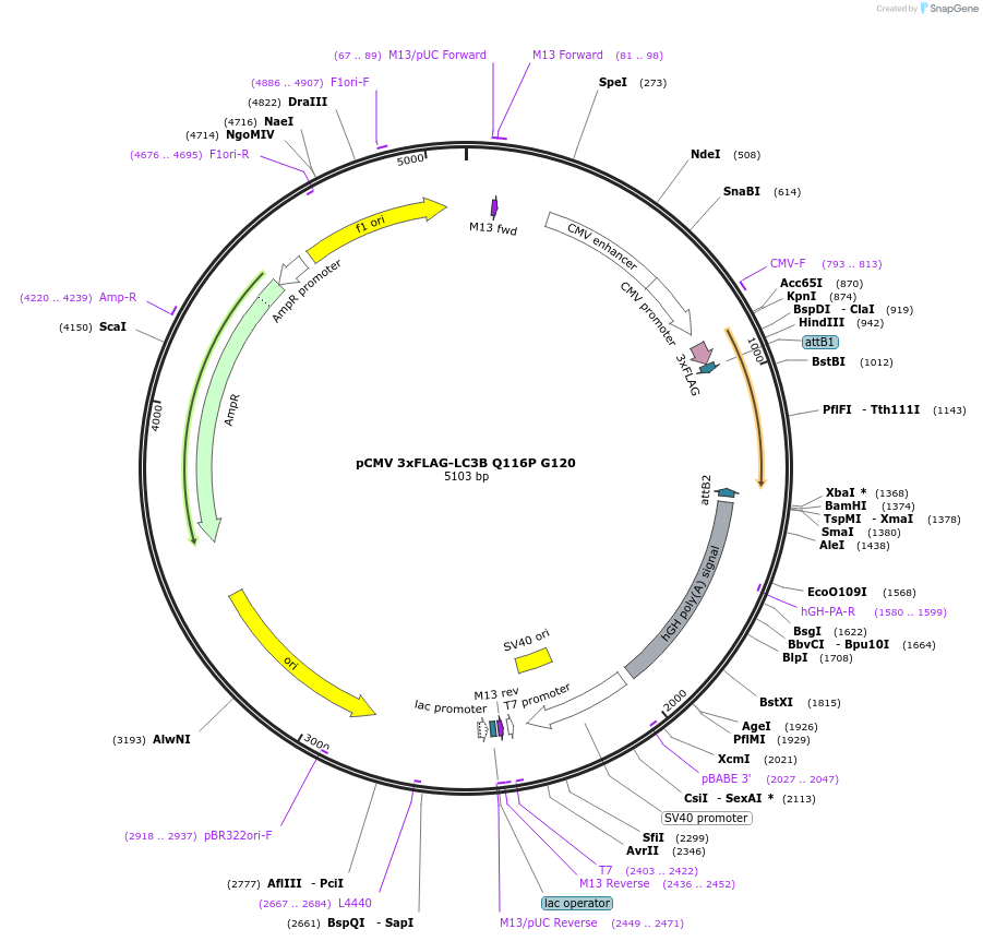 129289-plasmid-map-sequence-id-252996