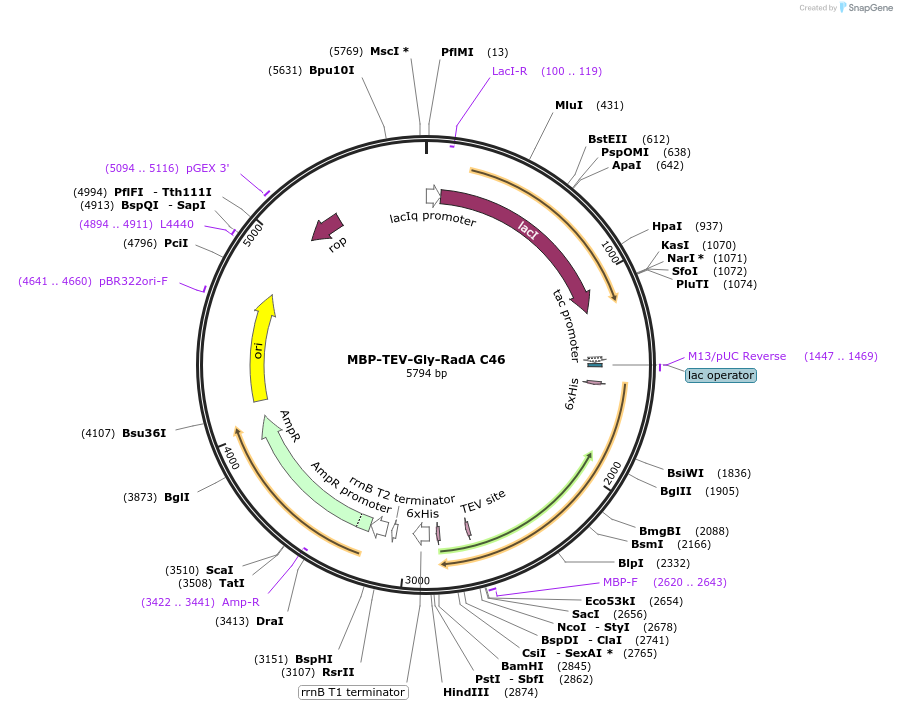 128736-plasmid-map-sequence-id-252997