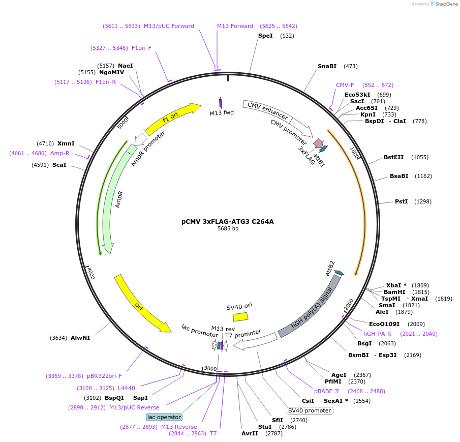 129297-plasmid-map-sequence-id-252998
