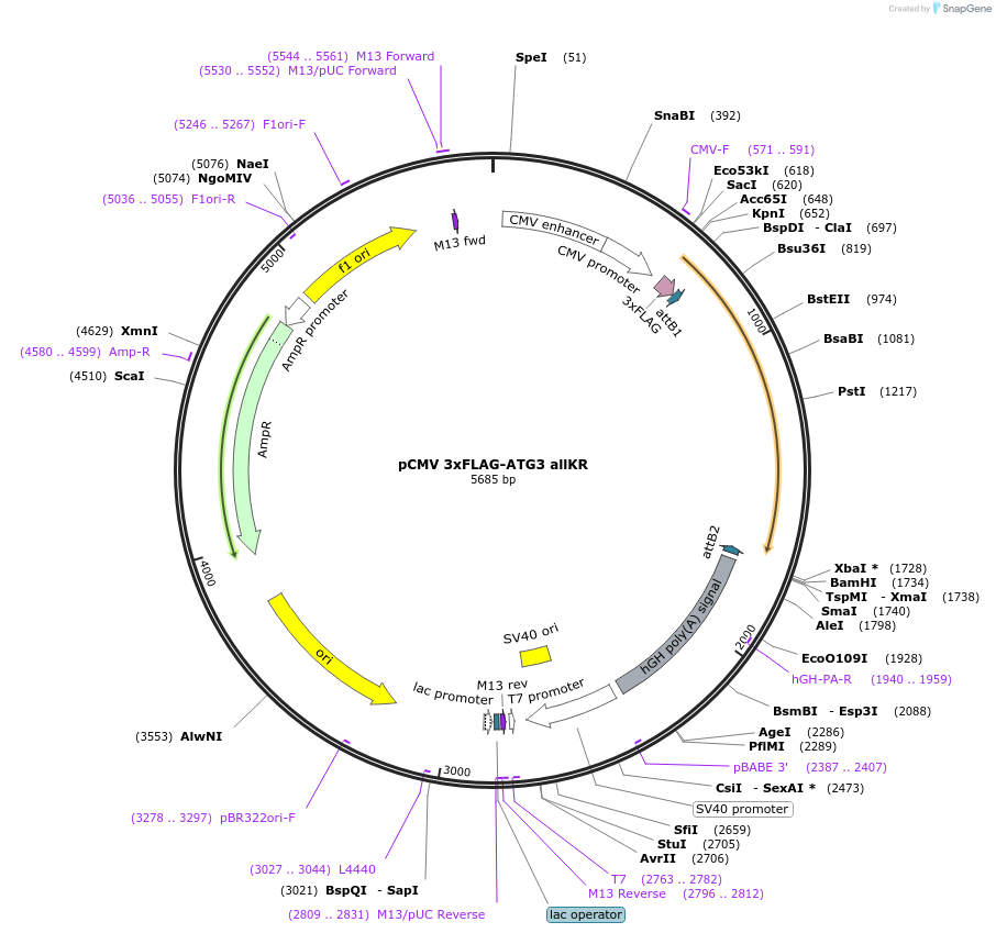 129298-plasmid-map-sequence-id-252999