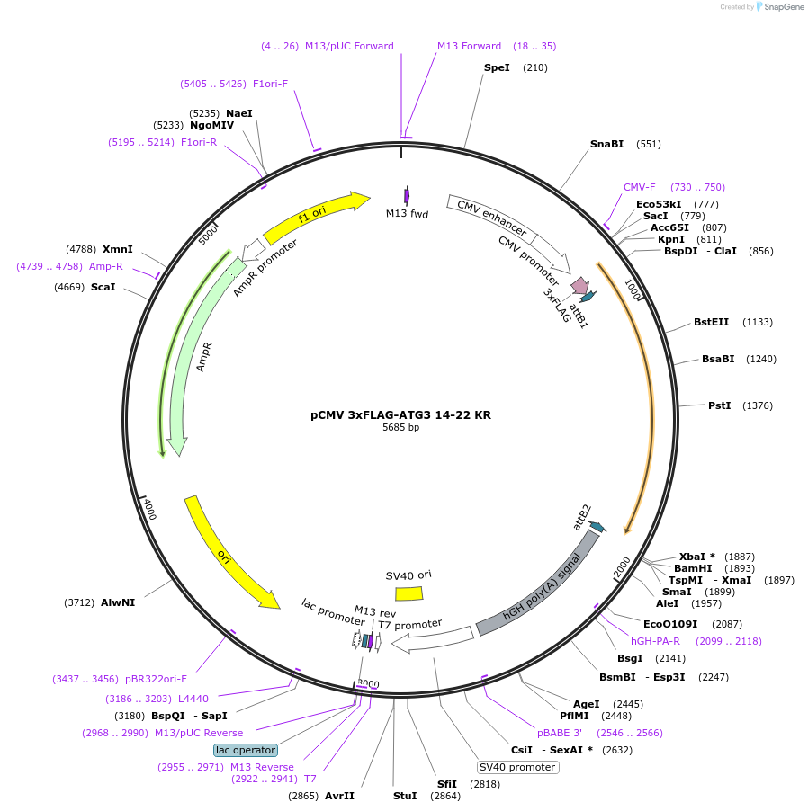 129300-plasmid-map-sequence-id-253002