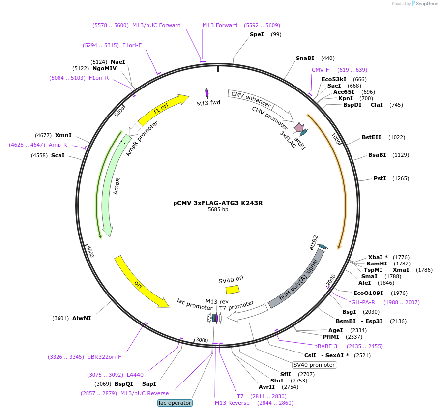 129301-plasmid-map-sequence-id-253004