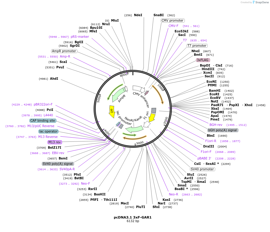126873-plasmid-map-sequence-id-253013