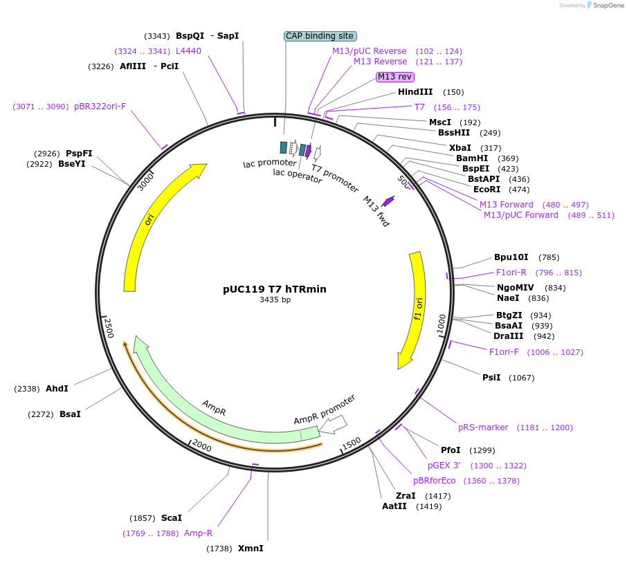 127858-plasmid-map-sequence-id-253016