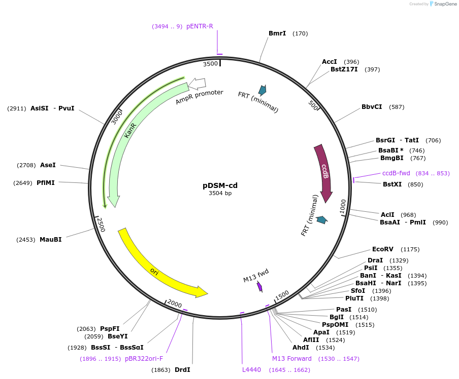 127719-plasmid-map-sequence-id-253020