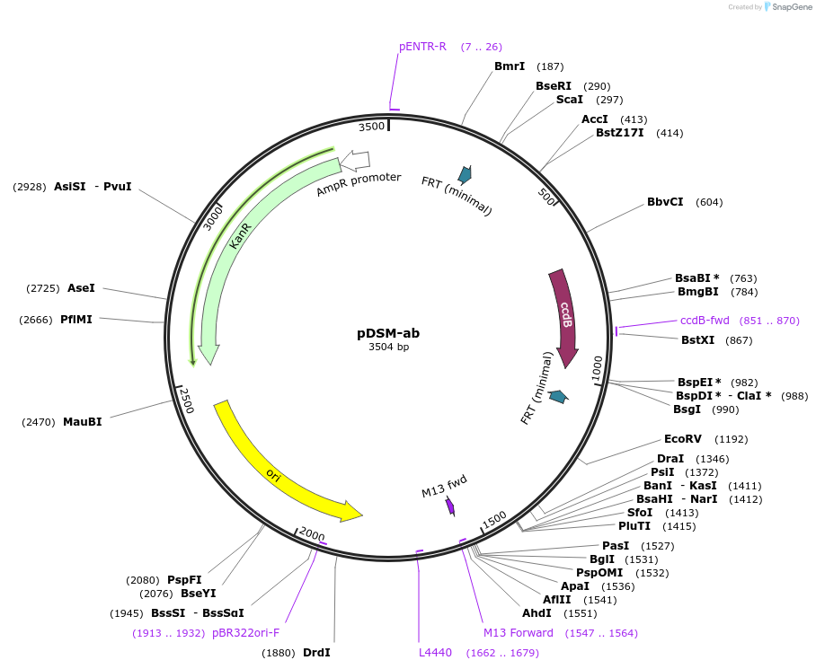 127717-plasmid-map-sequence-id-253021