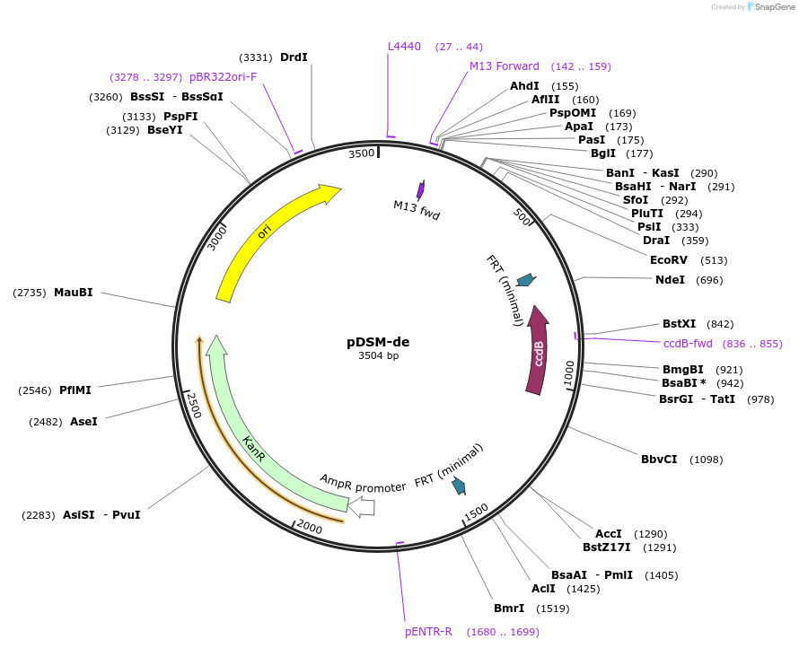 127720-plasmid-map-sequence-id-253022