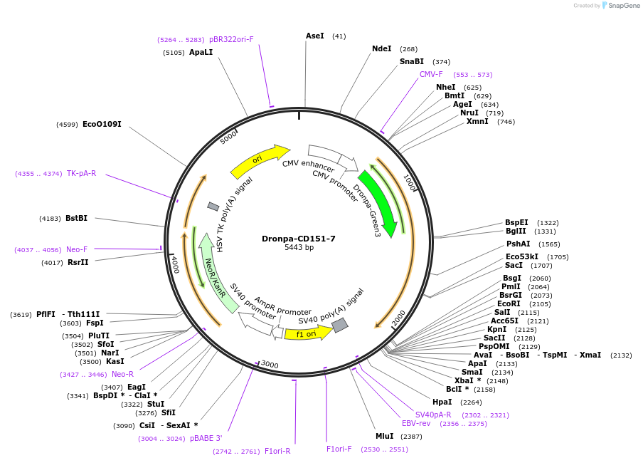 57267-plasmid-map-sequence-id-253031