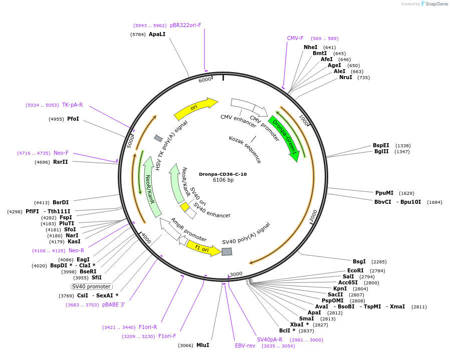 57268-plasmid-map-sequence-id-253033