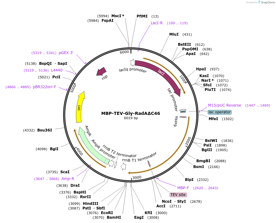 128702-plasmid-map-sequence-id-253038