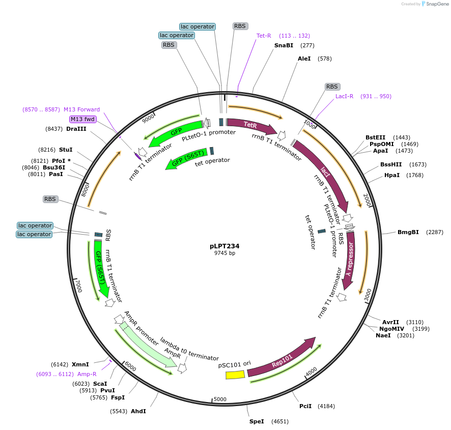 127855-plasmid-map-sequence-id-253039