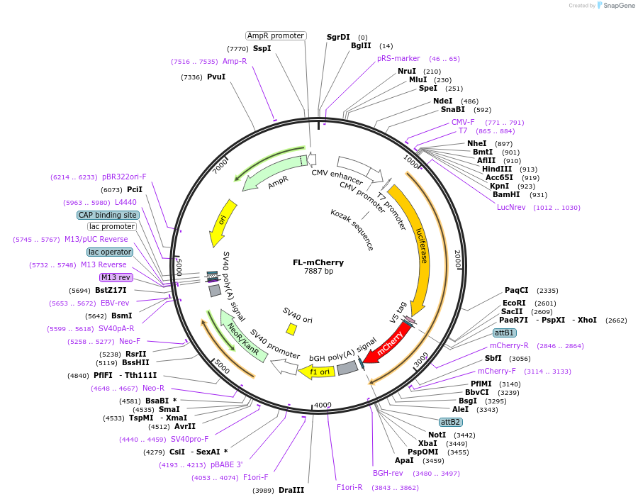 78862-plasmid-map-sequence-id-253041
