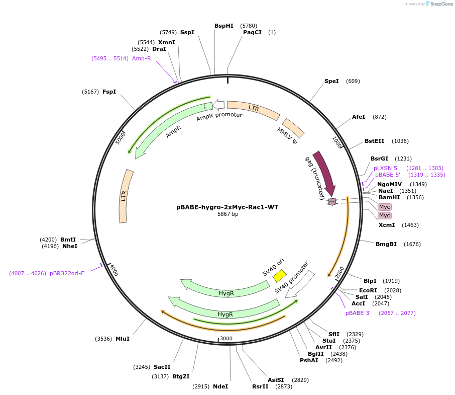 128580-plasmid-map-sequence-id-253052