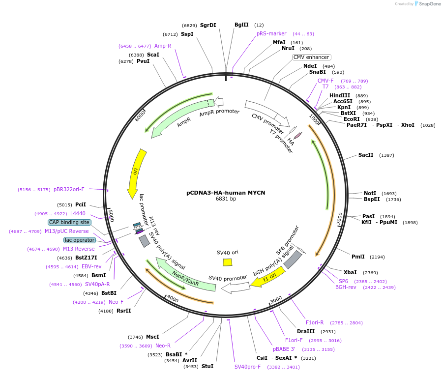 74163-plasmid-map-sequence-id-253053